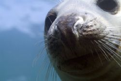 Nosey seal. North Wales. D200. by Derek Haslam 
